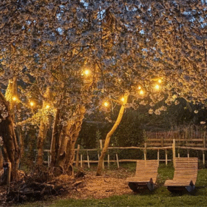 Cherry blossom trees illuminated by warm string lights and moon light at dusk, with wooden benches positioned beneath the flowering branches in a peaceful garden setting.