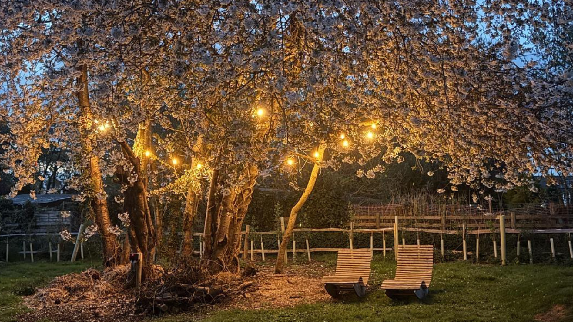 Cherry blossom trees illuminated by warm string lights and moon light at dusk, with wooden benches positioned beneath the flowering branches in a peaceful garden setting.